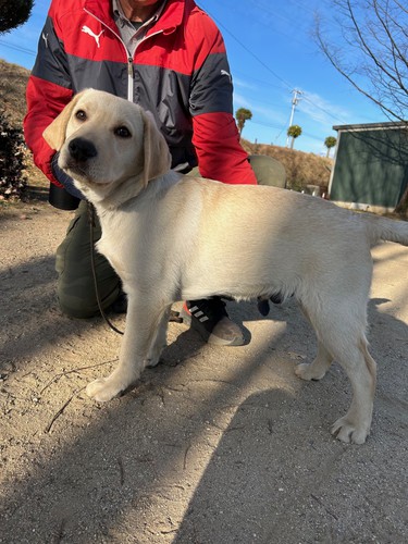 ラブラドール・レトリーバー 犬の販売・譲渡 7071 訓練中ショータイプ6ヶ月の男の子
