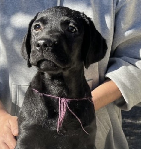 ラブラドール・レトリーバー 犬の販売・譲渡 7074 黒ラブの女の子