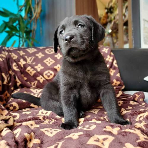 ラブラドール・レトリーバー 犬の販売・譲渡 7076 ブラックのラブちゃん