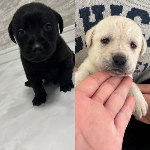 ラブパピー誕生!! 犬の販売 7083
