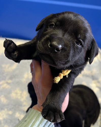 ラブラドール・レトリーバー 犬の販売・譲渡 7088 ブラックの女の子、健康で賢い子です。