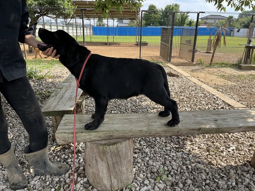 ラブラドール・レトリーバー 犬の販売・譲渡 7090 ムッチムチのショータイプ黒ラブ男の子