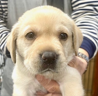ラブラドール・レトリーバー 犬の販売・譲渡 7091 両親チャンピオンの元気なラブです