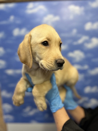 ラブラドール・レトリーバー 犬の販売・譲渡 7096 超絶イケメン