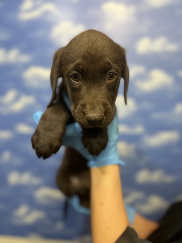 ラブラドール・レトリーバー 犬の販売・譲渡 7097 人気のチョコレートカラー