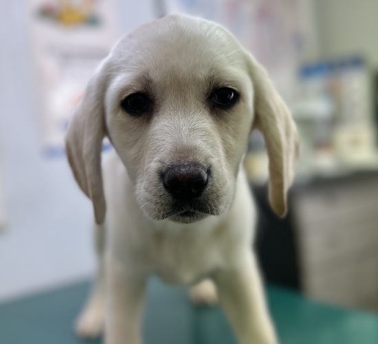 元気なラブラドールの男の子たちです♪ 犬の販売 7102