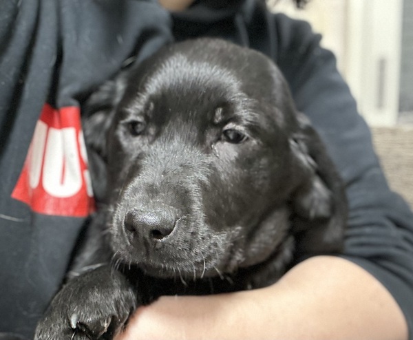 可愛い黒ラブの男の子です(^^) 犬の販売 7104