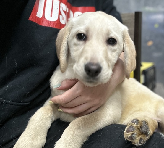 元気なラブラドールの女の子♪少しだけ小ぶりな子です 犬の販売 7106