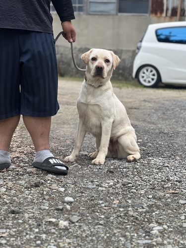 成犬 イエロー女の子 犬の販売 7112