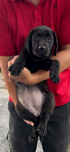 ラブラドール・レトリーバー 犬の販売・譲渡 7120 日を追うごとに可愛いさを増しております。