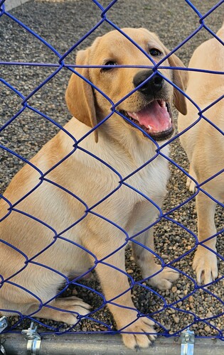 ラブラドール・レトリーバー 犬の販売・譲渡 7131 里親として募集☆