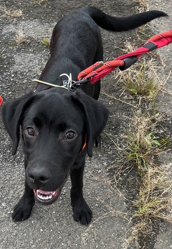ラブラドール・レトリーバー 犬の販売・譲渡 7132 穏やかで賢く、他のワンちゃんとも仲良く出来ます