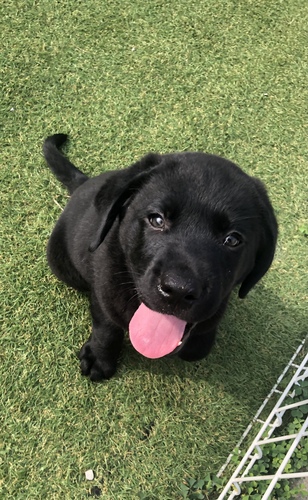 ラブラドール・レトリーバー 犬の販売・譲渡 7141 骨格ガッチリ!元気な男の子