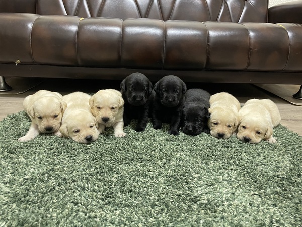 ラブラドール・レトリーバー 犬の販売・譲渡 7146 可愛い8兄妹