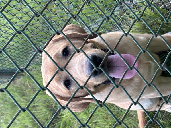 ラブラドール・レトリーバー 犬の販売・譲渡 7147 母犬外産直子 大人しいタイプの男の子 イエロー