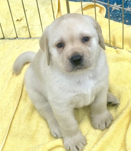 ラブラドール・レトリーバー 犬の販売・譲渡 7150 両親チャンピオンの子犬