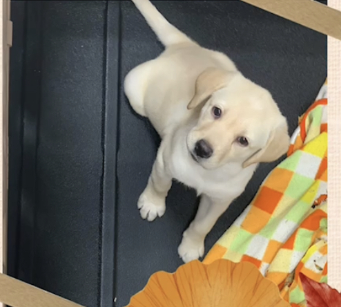 ラブラドール・レトリーバー 犬の販売・譲渡 7151 しっかりしたラブちゃん