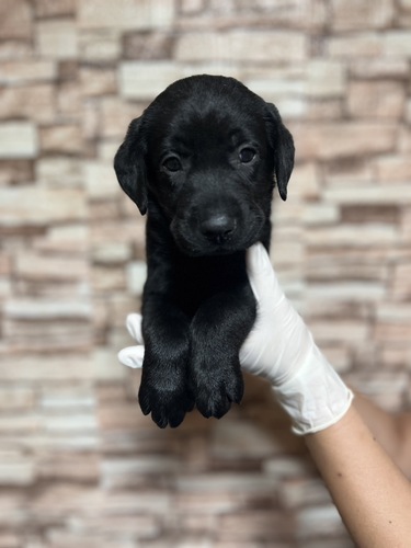 ラブラドール・レトリーバー 犬の販売・譲渡 7153 激かわラブ君 男の子★