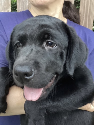 ラブラドール・レトリーバー 犬の販売・譲渡 7156 ラブラドール専門犬舎からの黒ラブ男の子