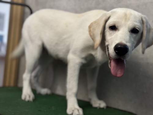 ラブラドール・レトリーバー 犬の販売・譲渡 7164 決まりました