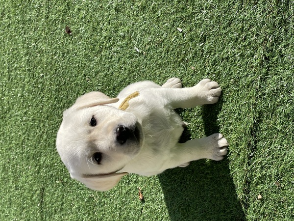 父 JKCチャンピオン。全頭イエロー。 犬の販売 7169