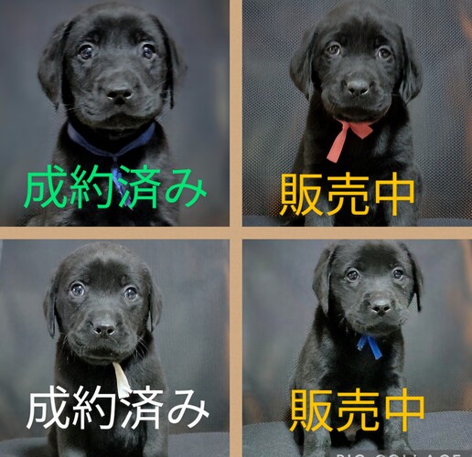 可愛いラブ★ブラックColor★優良血統 犬の販売 7172