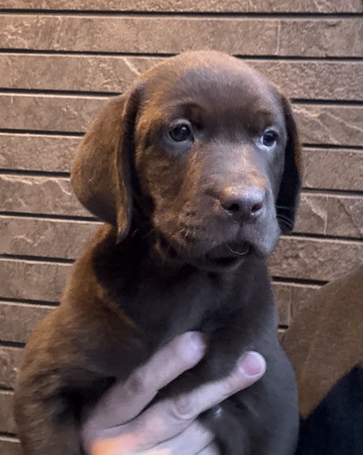 ラブラドール・レトリーバー 犬の販売・譲渡 7173 骨格がっちり。可愛いチョコラブちゃん