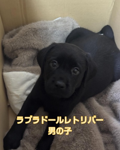ラブラドール・レトリーバー 犬の販売・譲渡 7174 ラブラドールレトリバー