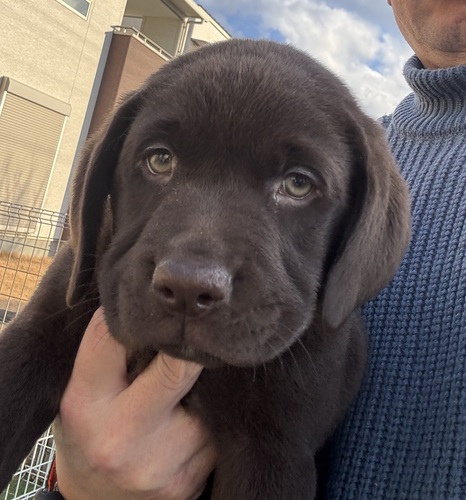 ラブラドール・レトリーバー 犬の販売・譲渡 7179 骨格がっちり。可愛いチョコラブ君