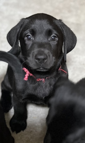 ラブラドール・レトリーバー 犬の販売・譲渡 7183 ラブ専門ブリーダー 2月1日生 子犬 諸経費込値段