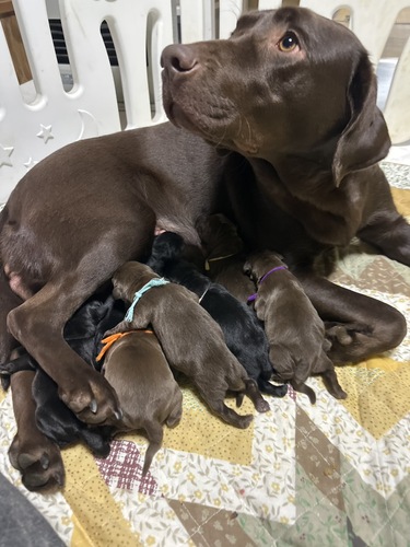 8匹兄弟 犬の販売 7186