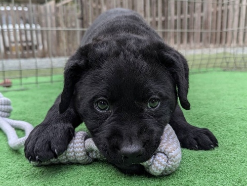 ラブラドール・レトリーバー 犬の販売・譲渡 7198 ラブ専門犬舎:黒ラブ 男の子