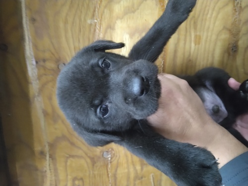 ラブラドール・レトリーバー 犬の販売・譲渡 7202 イエロー♂♀ブラック♂チョコ♂3/5業者引き取り