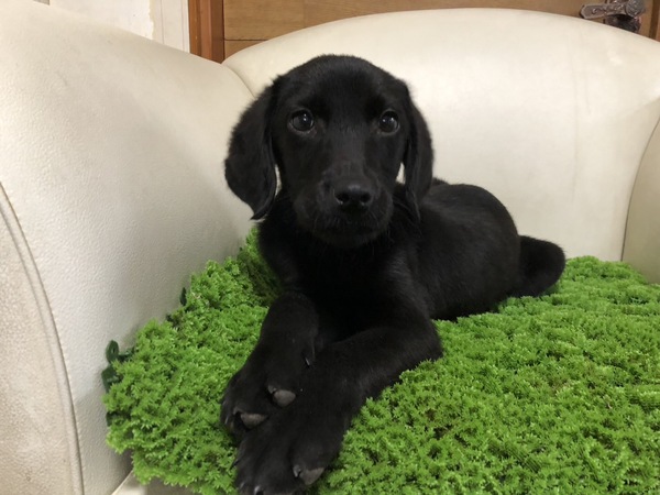 ラブラドール・レトリーバー 犬の販売・譲渡 7206 ヤンチャで賢い男の子