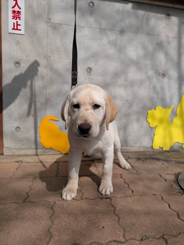 ラブラドール・レトリーバー 犬の販売・譲渡 7208 お父さんはJKCチャンピオン!