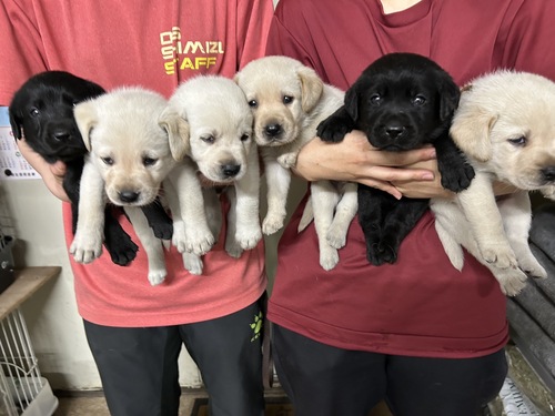 ラブラドール・レトリーバー 犬の販売・譲渡 7214 アデラ子犬