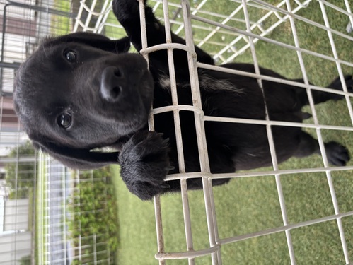 ラブラドール・レトリーバー 犬の販売・譲渡 7215 元気いっぱい!可愛い男の子