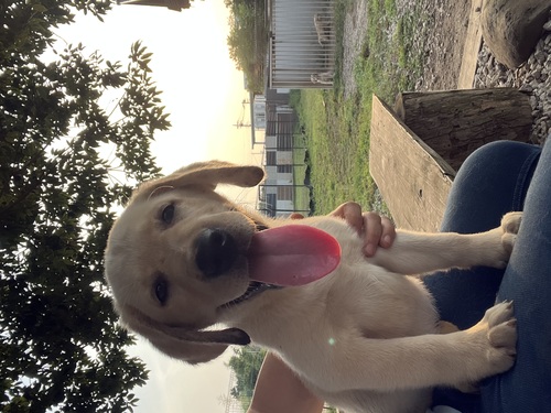 ラブラドール・レトリーバー 犬の販売・譲渡 7218 DM、PRAの遺伝病は発症しません