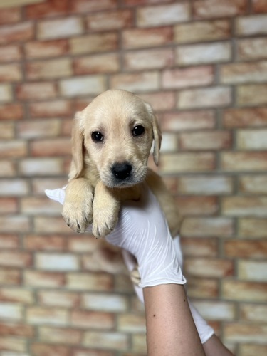 ラブラドール・レトリーバー 犬の販売・譲渡 7224 イエロー6308