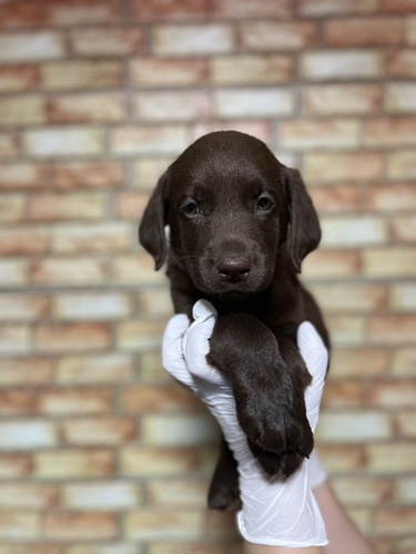 ラブラドール・レトリーバー 犬の販売・譲渡 7225 チョコレート1500