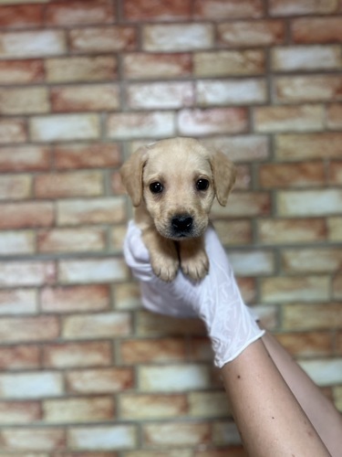 ラブラドール・レトリーバー 犬の販売・譲渡 7227 イエローガール2248