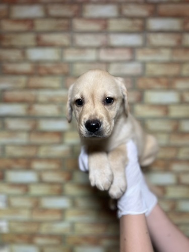 ラブラドール・レトリーバー 犬の販売・譲渡 7232 イエロー女の子1274