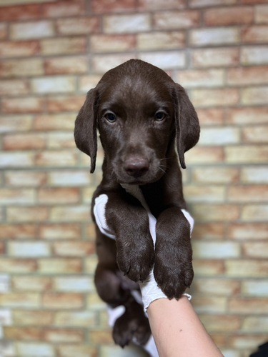 ラブラドール・レトリーバー 犬の販売・譲渡 7233 チョコレート男の子1629