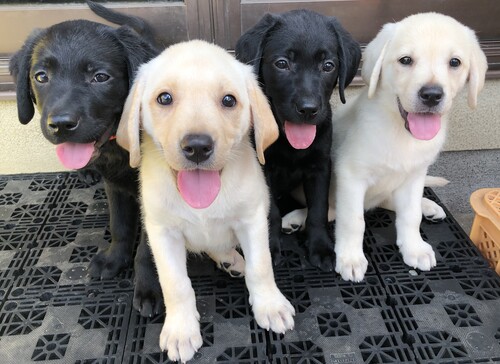 ラブラドール・レトリーバー 犬の販売・譲渡 7242 ラブラドール子犬・女の子