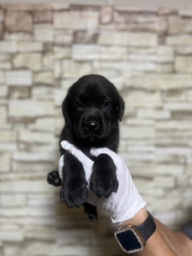 ラブラドール・レトリーバー 犬の販売・譲渡 7244 ブラック8751