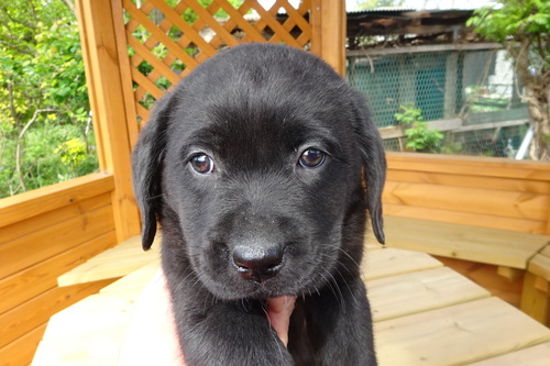 ラブラドール・レトリーバー 犬の販売・譲渡 7245 経費込みの総額表示です。