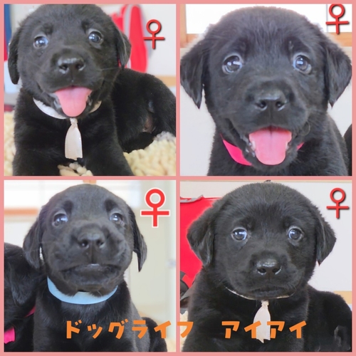 ラブラドール・レトリーバー 犬の販売・譲渡 7246 ★ブラックラブ★
