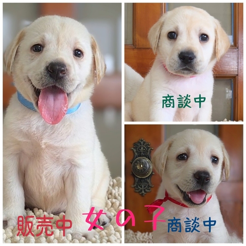 ラブラドール・レトリーバー 犬の販売・譲渡 7247 ◆可愛いく丸々なラブラドール女の子◆