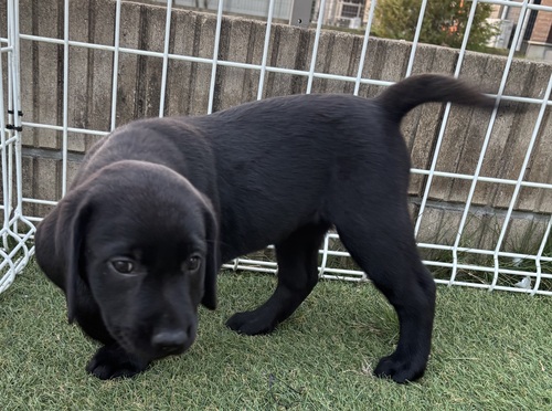 ラブラドール・レトリーバー 犬の販売・譲渡 7250 骨格がっちり。可愛いラブちゃん
