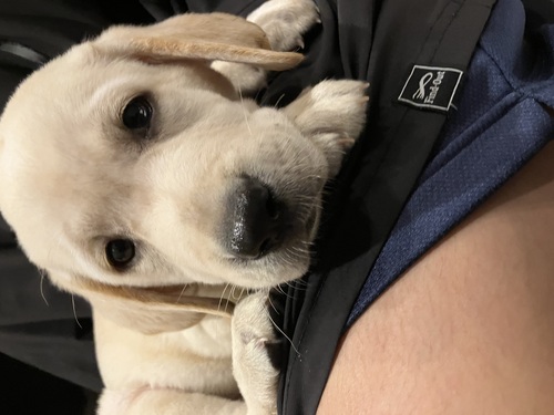 ラブラドール・レトリーバー 犬の販売・譲渡 7256 ほんわかしてる穏やかBoy